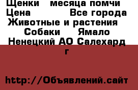 Щенки 4 месяца-помчи › Цена ­ 5 000 - Все города Животные и растения » Собаки   . Ямало-Ненецкий АО,Салехард г.